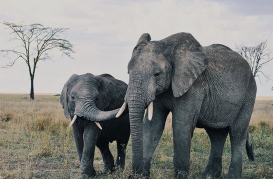 Africa Venture Safaris
